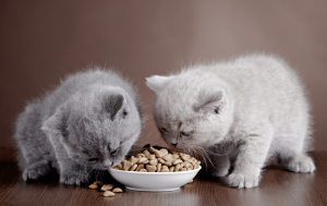 Comida para gatos