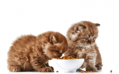 ¿Cómo elegir la mejor comida para gatos?