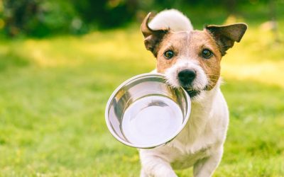 ¿Por qué elegir Affinity pienso para perros?