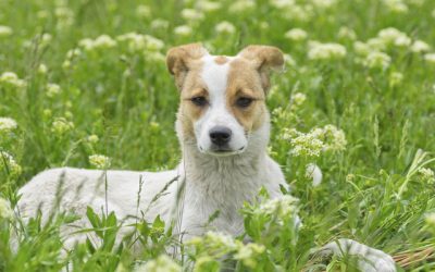 Tipos de perros mestizos pequeños