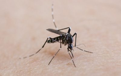 Cómo prevenir la picadura del mosquito tigre