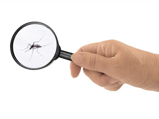 Cómo prevenir las picaduras del mosquito tigre
