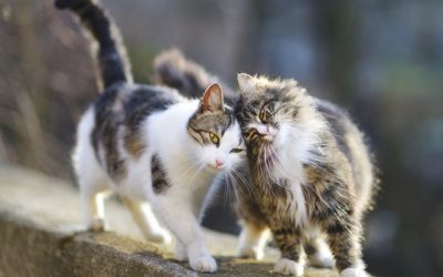 Cómo saber si un gato es hembra o macho