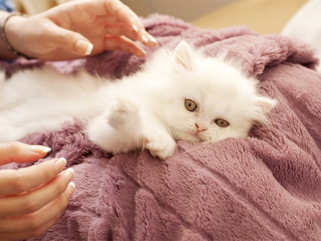 Cómo evitar las bolas de pelo en gatos