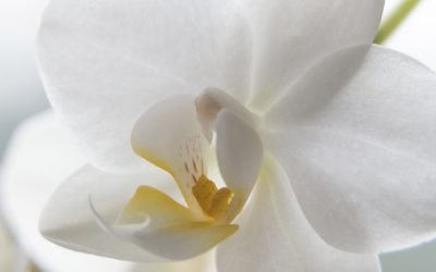 Cómo cuidar de las orquídeas blancas