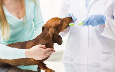 Importancia de la limpieza bucal canina