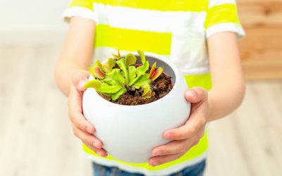 Planta carnívora para decoración del hogar