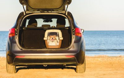 ¿Cómo elegir transportín para mi mascota?