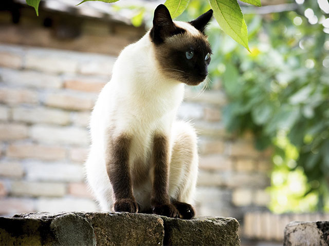 gato siamés blanco