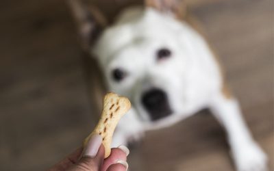 Cómo elegir los mejores snacks para perros