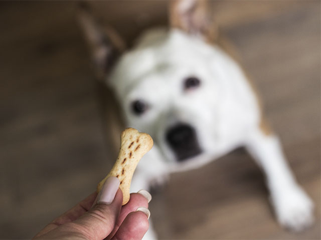 snacks para perros