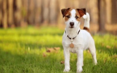 Nombres para perros: ¿cuál es el mejor?