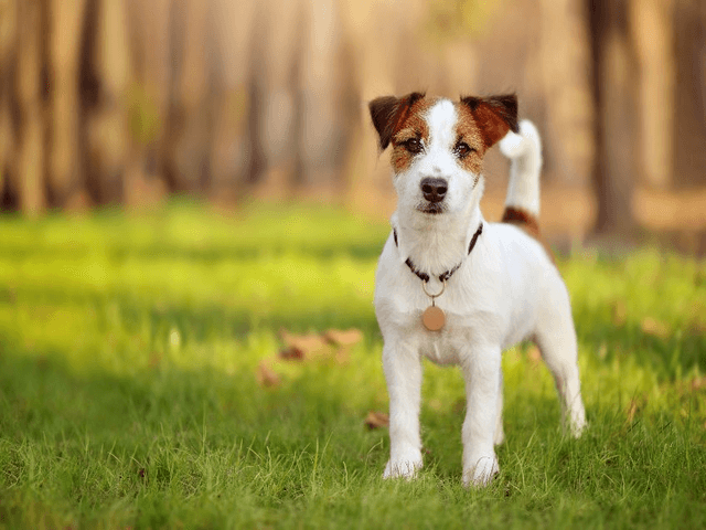 Nombres para perros: ¿cuál es el mejor?