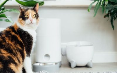 Ventajas de utilizar un bebedero para gatos