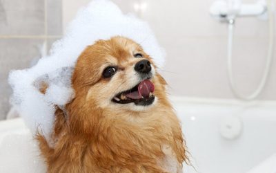 Cómo elegir un champú para perros