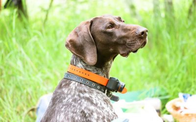 Collar de adiestramiento para perros