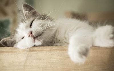 Sabes cuántas horas duerme un gato al día