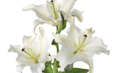 Cuidados y significado de los lirios blancos