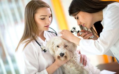 Otitis en perros: síntomas y tratamiento