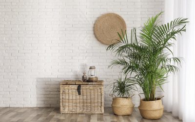 Plantas de interior grandes para decorar
