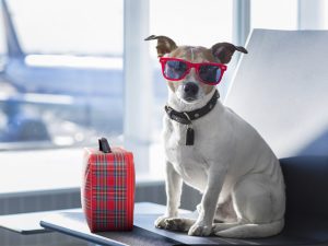 viajar con perro en avión