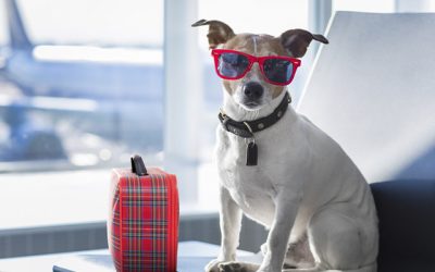 5 consejos para viajar con perro en avión